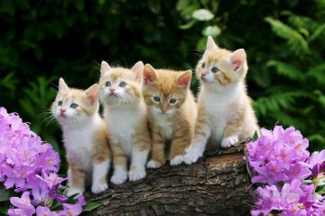 Animal Painting - foto de cuatro gatitos
